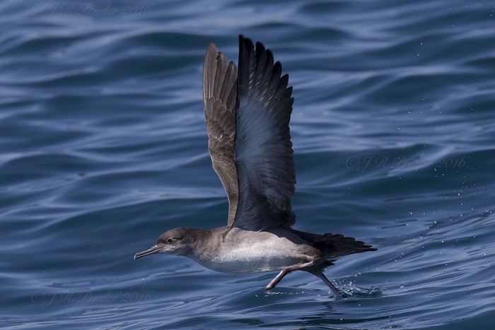 Balearic Shearwater