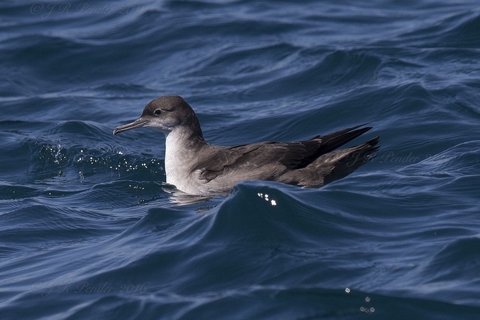Balearic Shearwater