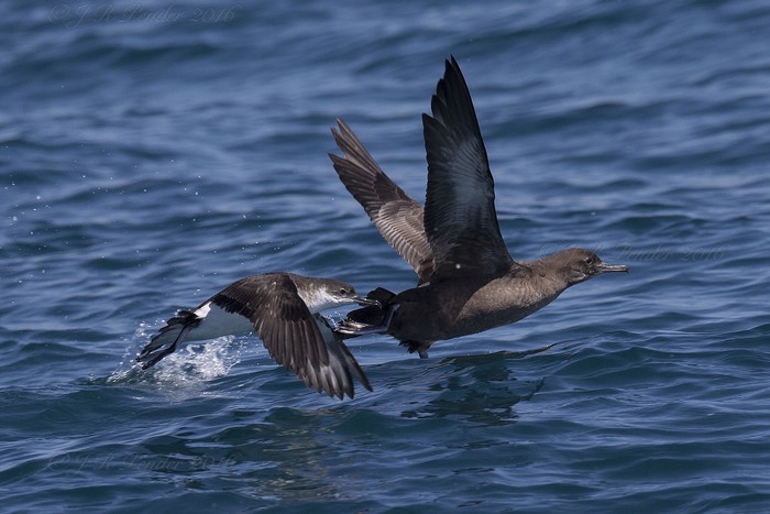 Sooty Shearwater