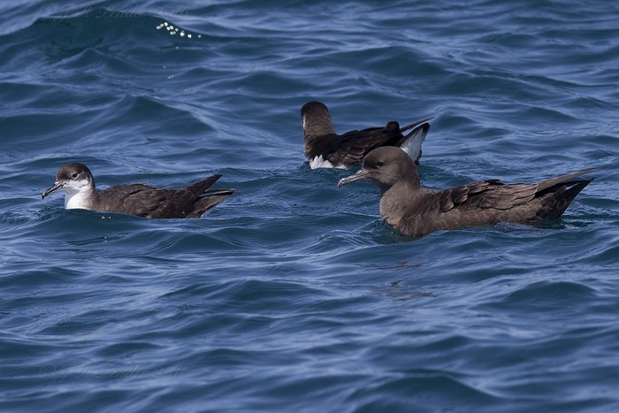 Sooty Shearwater