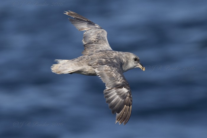 Blue Fulmar