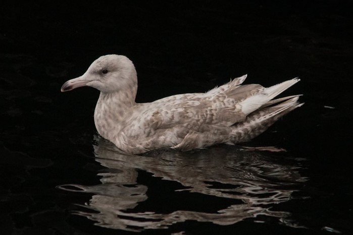 Glaucous Gull