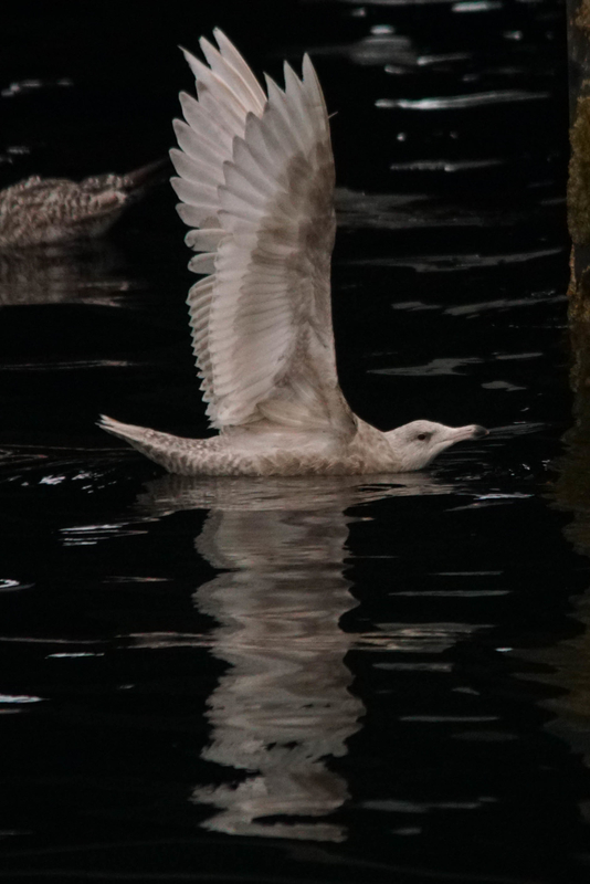 Glaucous Gull