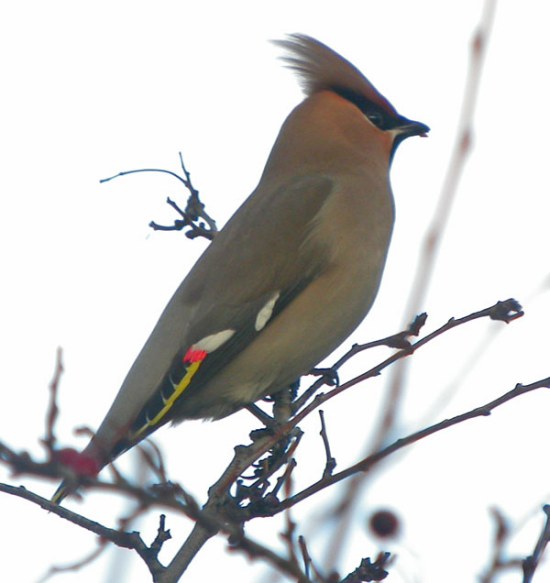 Waxwing