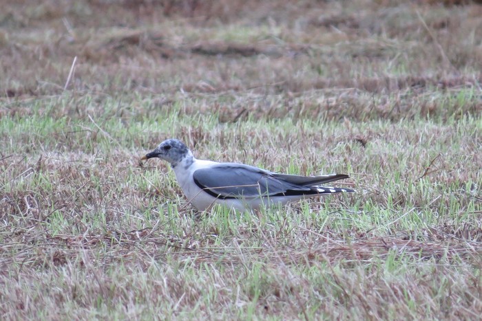 Sabine's Gull