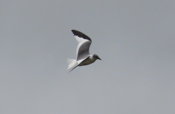 Sabine's Gull