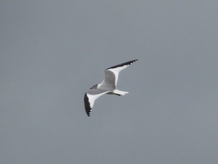 Sabine's Gull