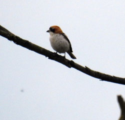 Woodchat Shrike