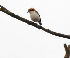 Woodchat Shrike