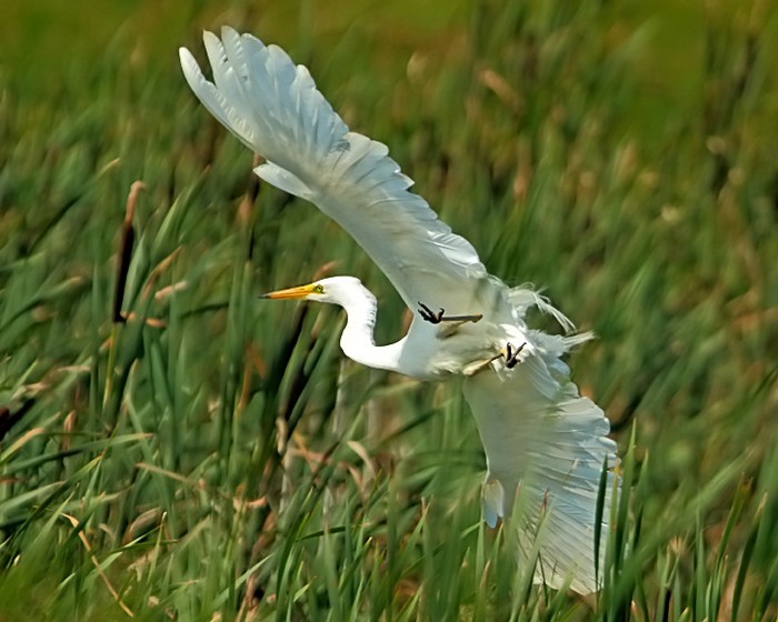 Great White Egret