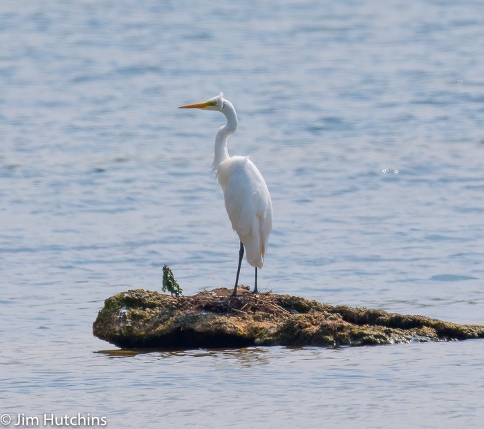 Great White Egret