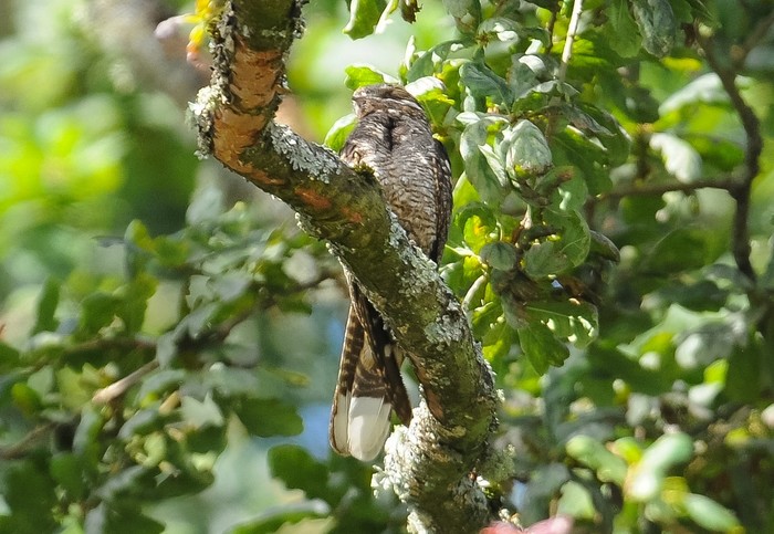 Nightjar