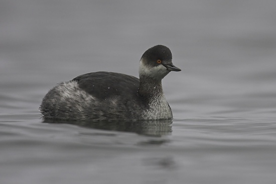 Black-necked Grebe