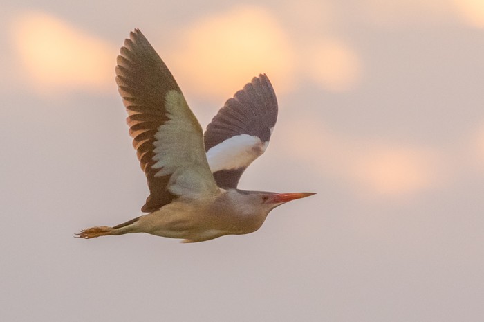 Little Bittern