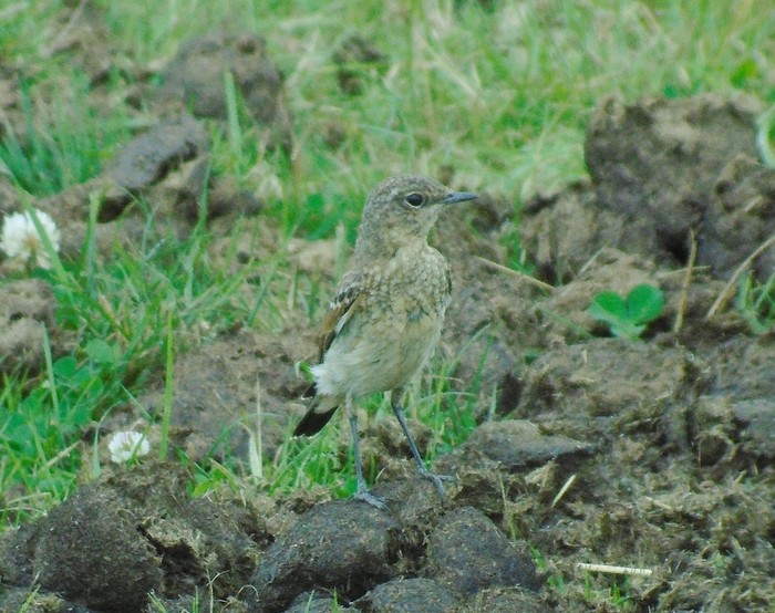 Wheatear