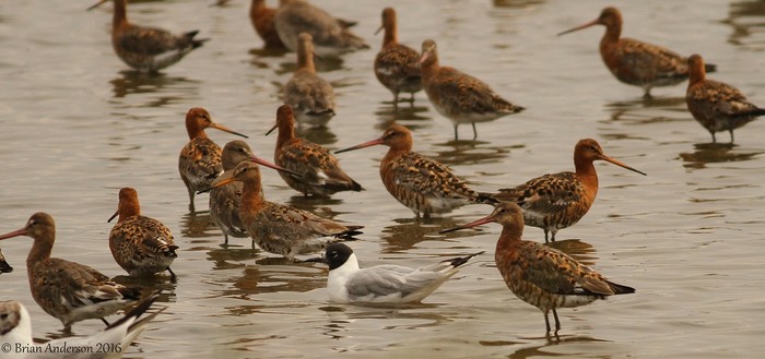 Bonaparte's Gull