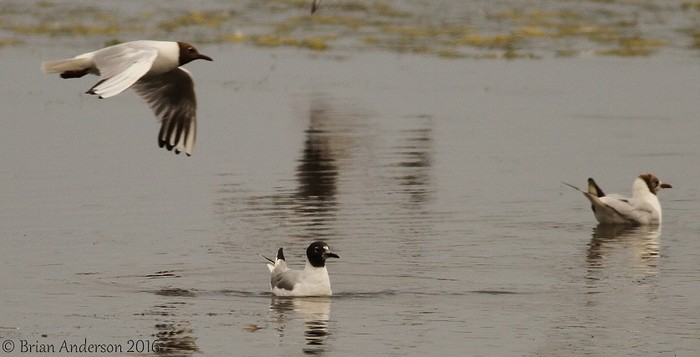 Bonaparte's Gull