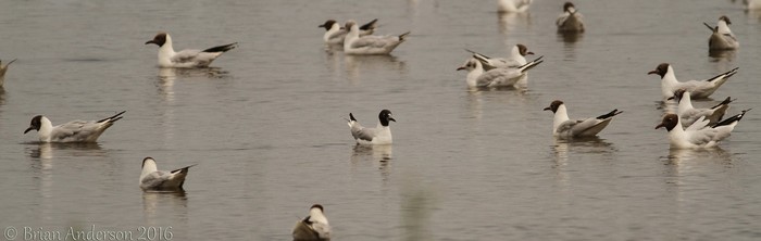 Bonaparte's Gull