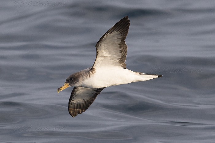 Cory's Shearwater