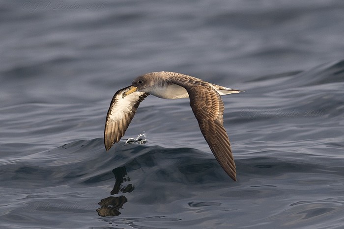 Cory's Shearwater