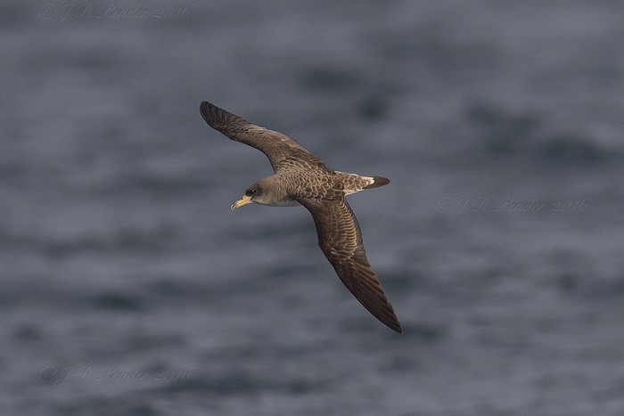 Cory's Shearwater