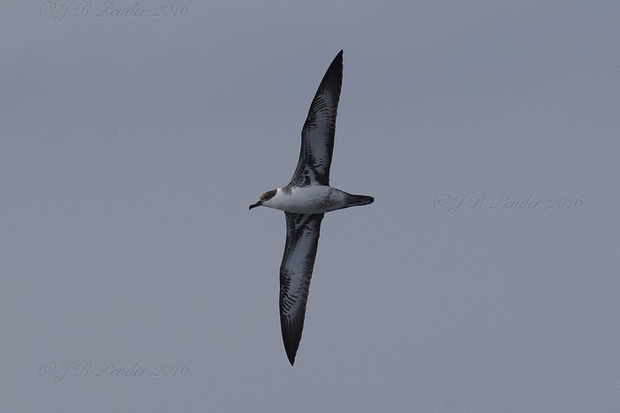 Great Shearwater
