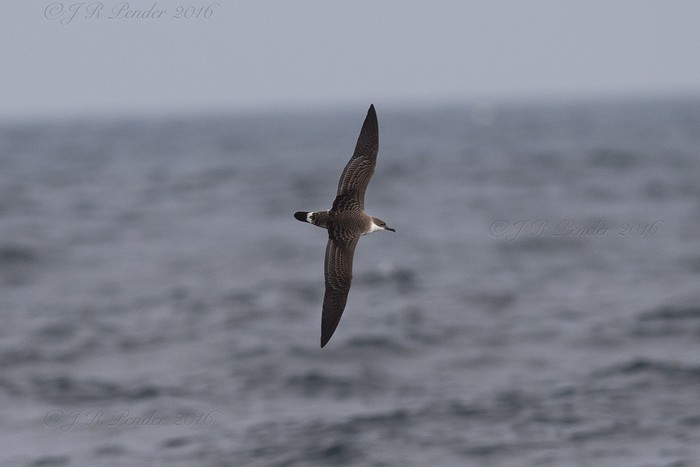 Great Shearwater