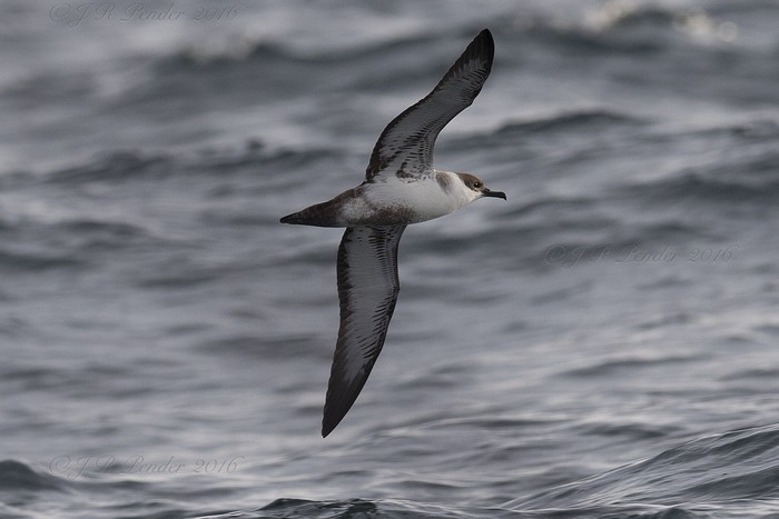 Great Shearwater
