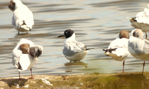 Bonaparte's Gull