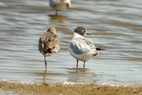 Bonaparte's Gull
