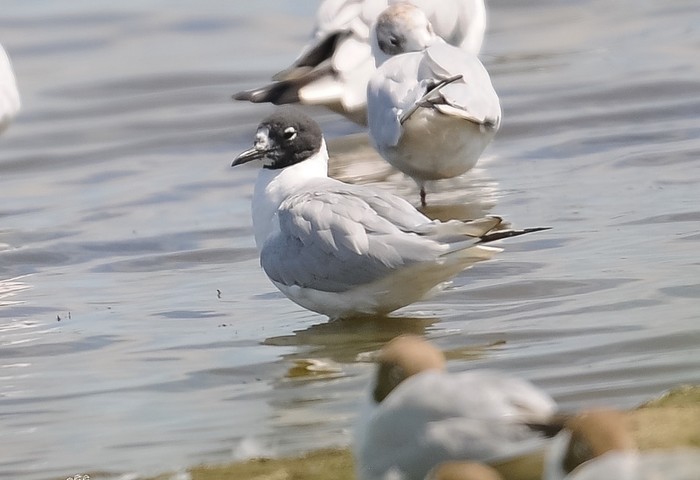 Bonaparte's Gull