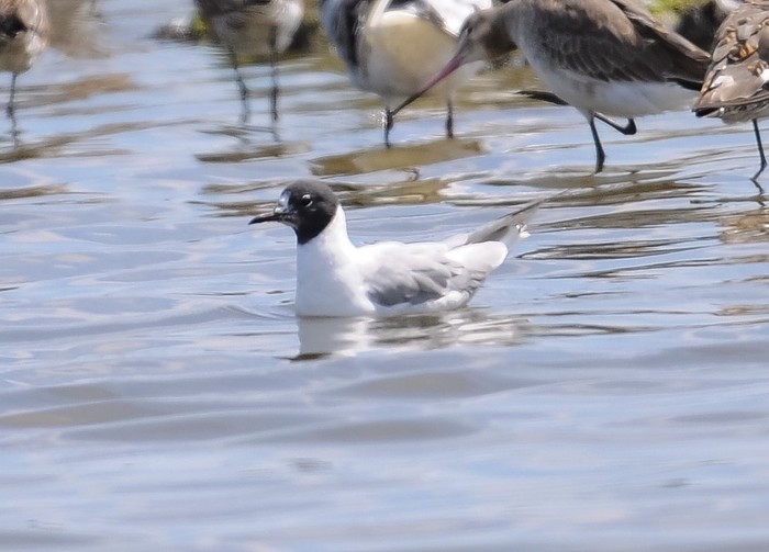 Bonaparte's Gull