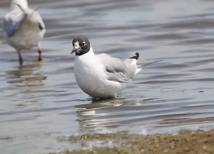 Bonaparte's Gull