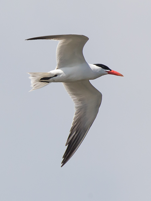 Caspian Tern