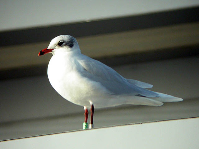 Mediterranean Gull