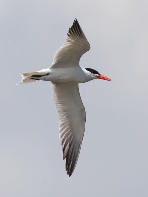 Caspian Tern