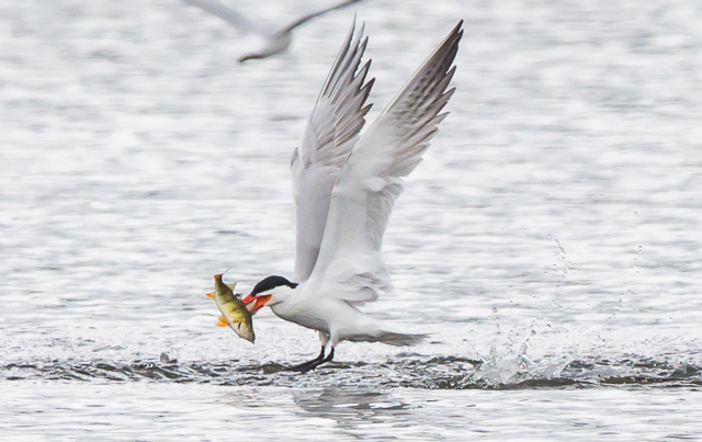 Caspian Tern
