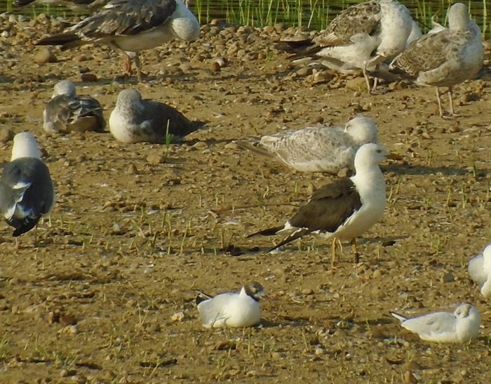 Baltic Gull