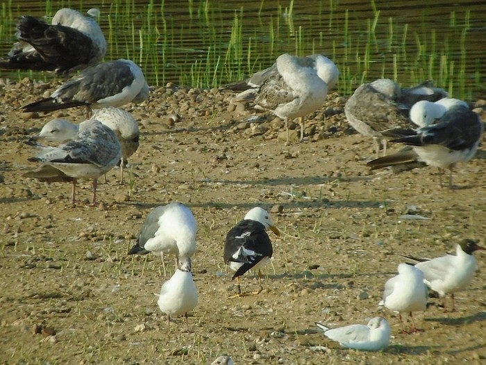 Baltic Gull