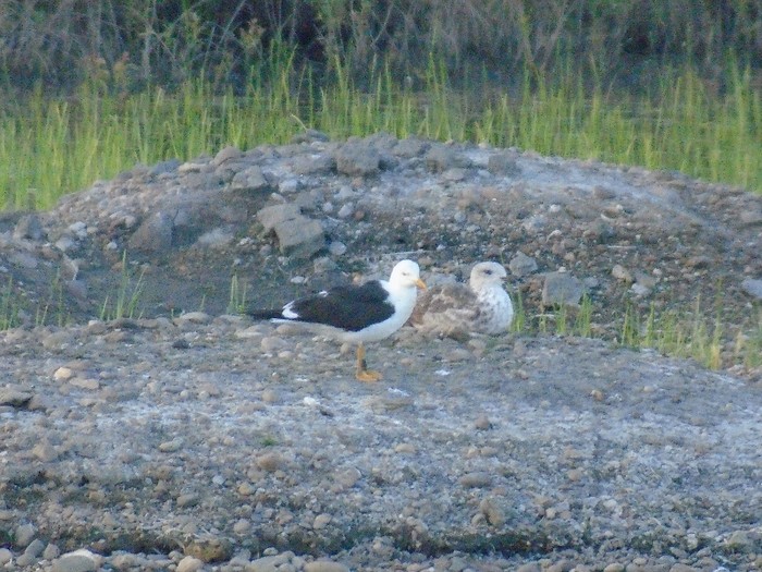 Baltic Gull