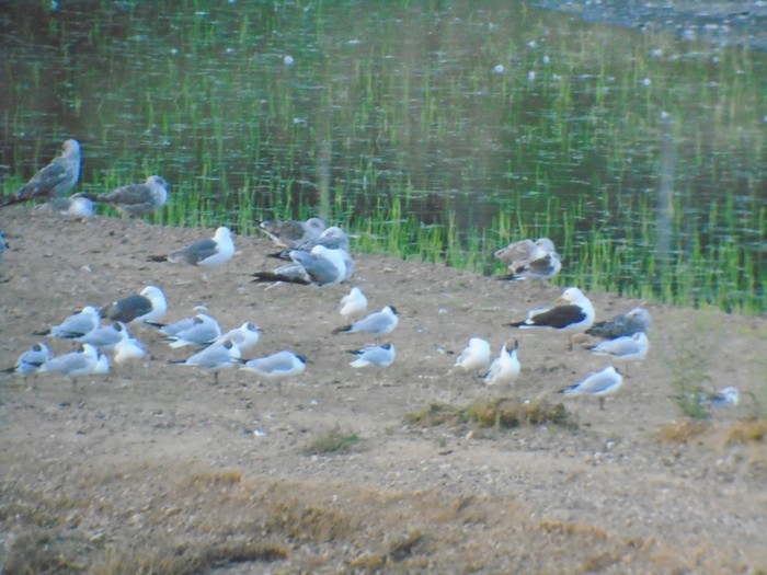 Baltic Gull