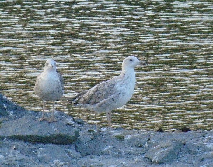 Caspian Gull
