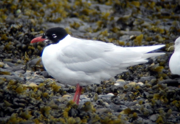 Mediterranean Gull