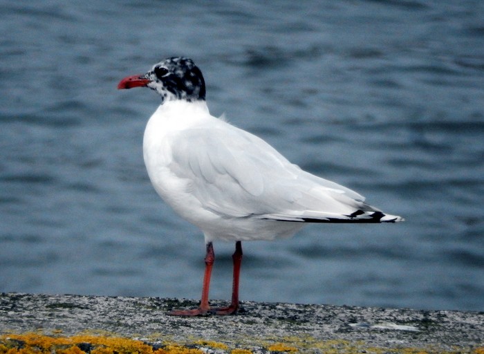 Mediterranean Gull