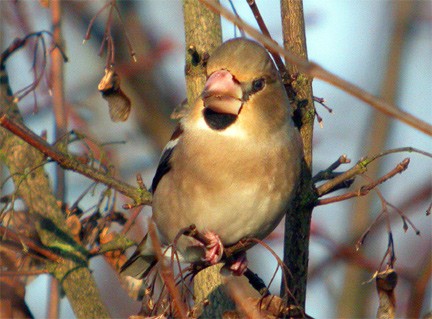 Hawfinch