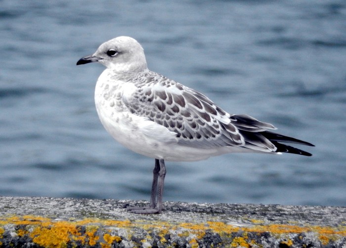 Mediterranean Gull