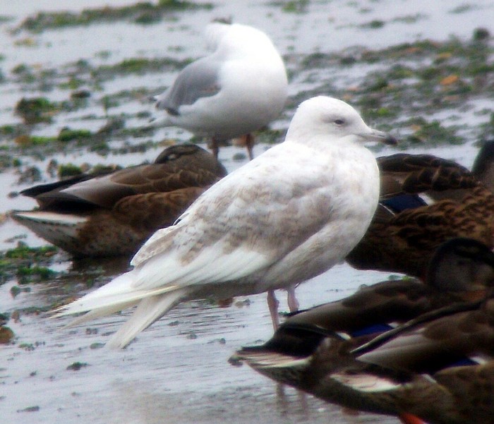 Iceland Gull