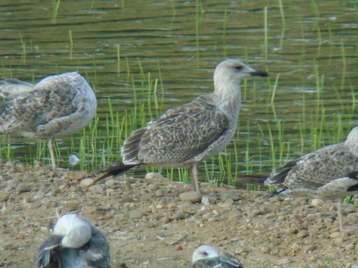 Caspian Gull