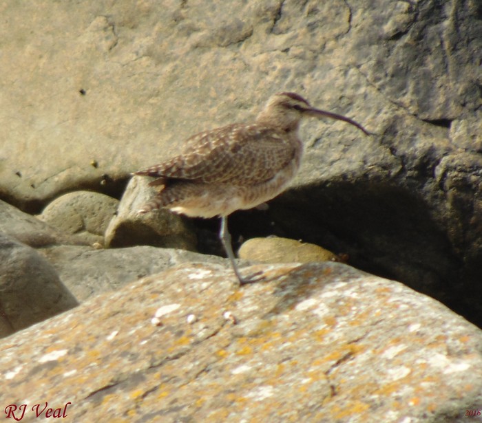 Hudsonian Whimbrel