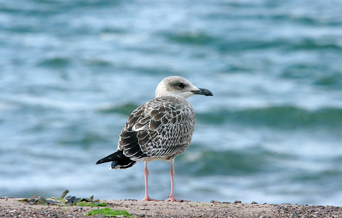 Yellow-legged Gull